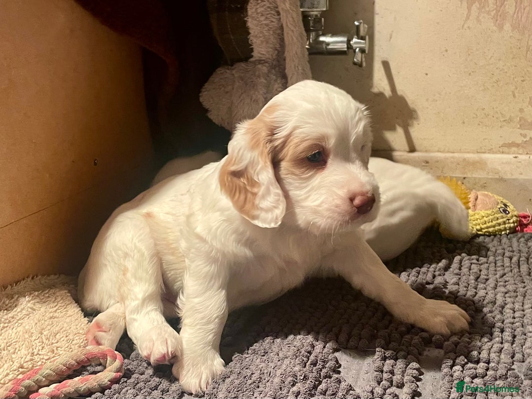Clumber Spaniel dogs for sale: KC Working Clumber Spaniel - 2 boys available  - Image 6