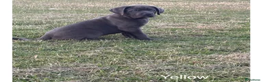 Cane Corso 2