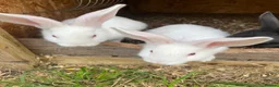 New Zealand rabbits for sale: Rabbits for sale very nice and very friendly with  - Advert 2