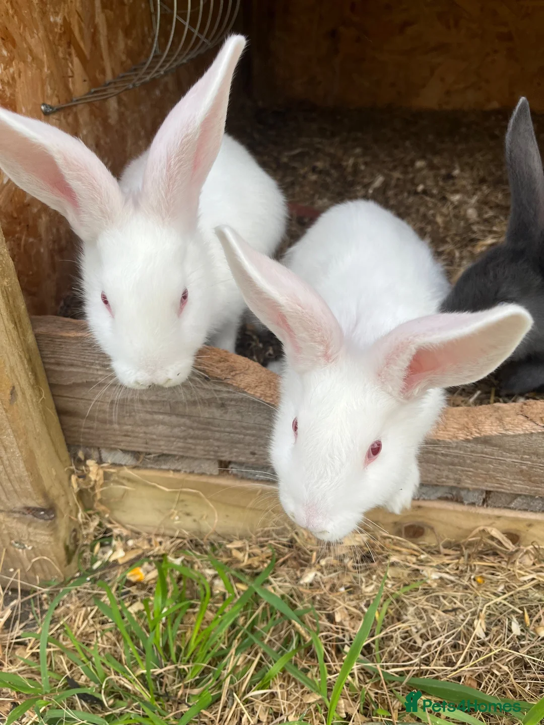 New Zealand rabbits for sale: Rabbits for sale very nice and very friendly with  - Advert 2