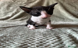 Cornish Rex cats for sale: 2 male Rex kittens - Image 3