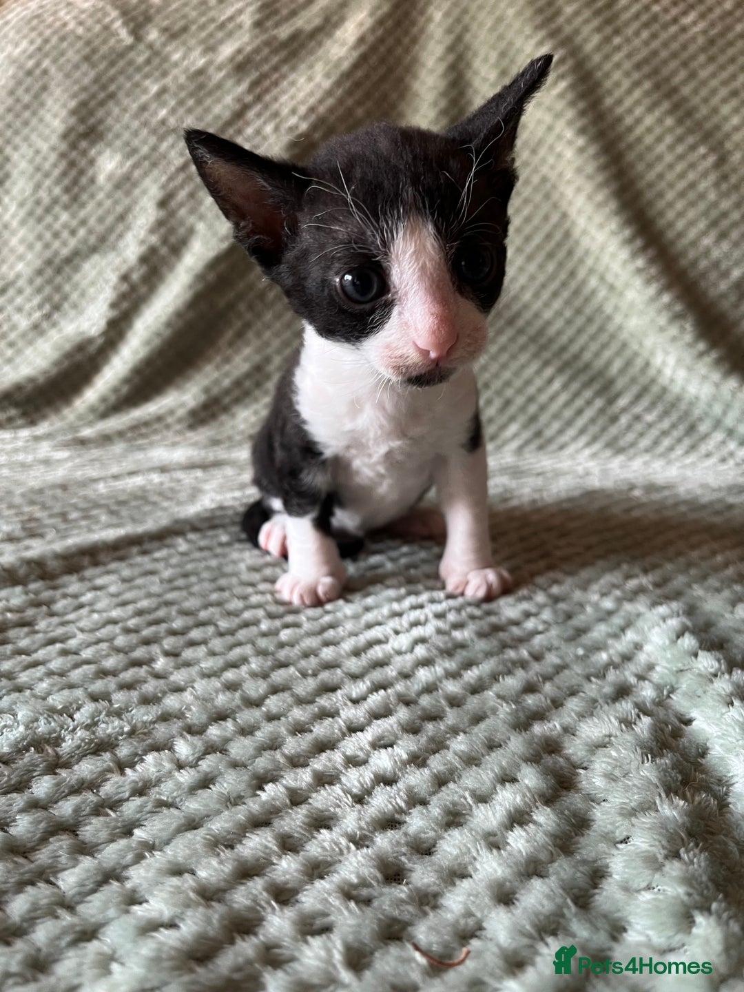 Cornish Rex cats for sale: 2 male Rex kittens - Image 3