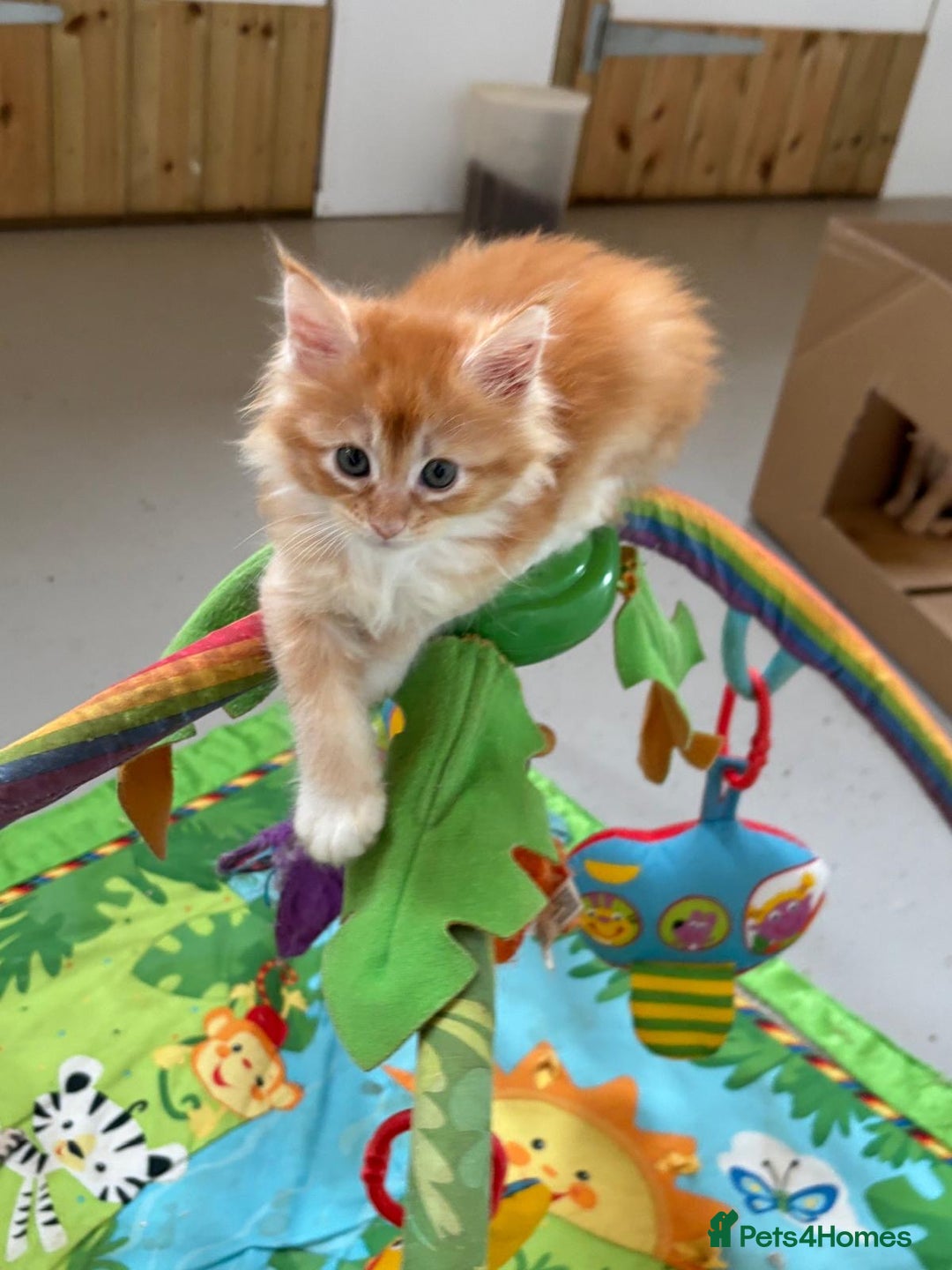 Maine Coon cats for sale: Red Maine coon female kittens, TICA reg - Image 11
