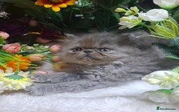 Persian cats for sale: Blue Persian kittens  - Image 24