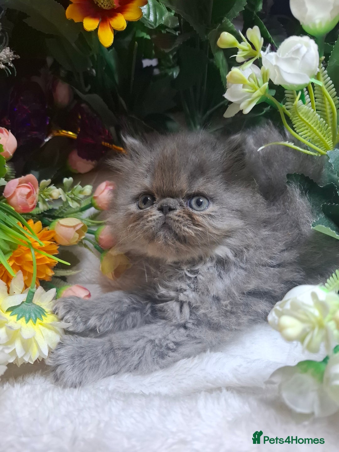 Persian cats for sale: Blue Persian kittens  - Image 24