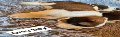 Saint Bernard 5