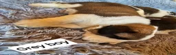 Saint Bernard dogs for sale: Saint Bernard‘s puppies - Advert 19