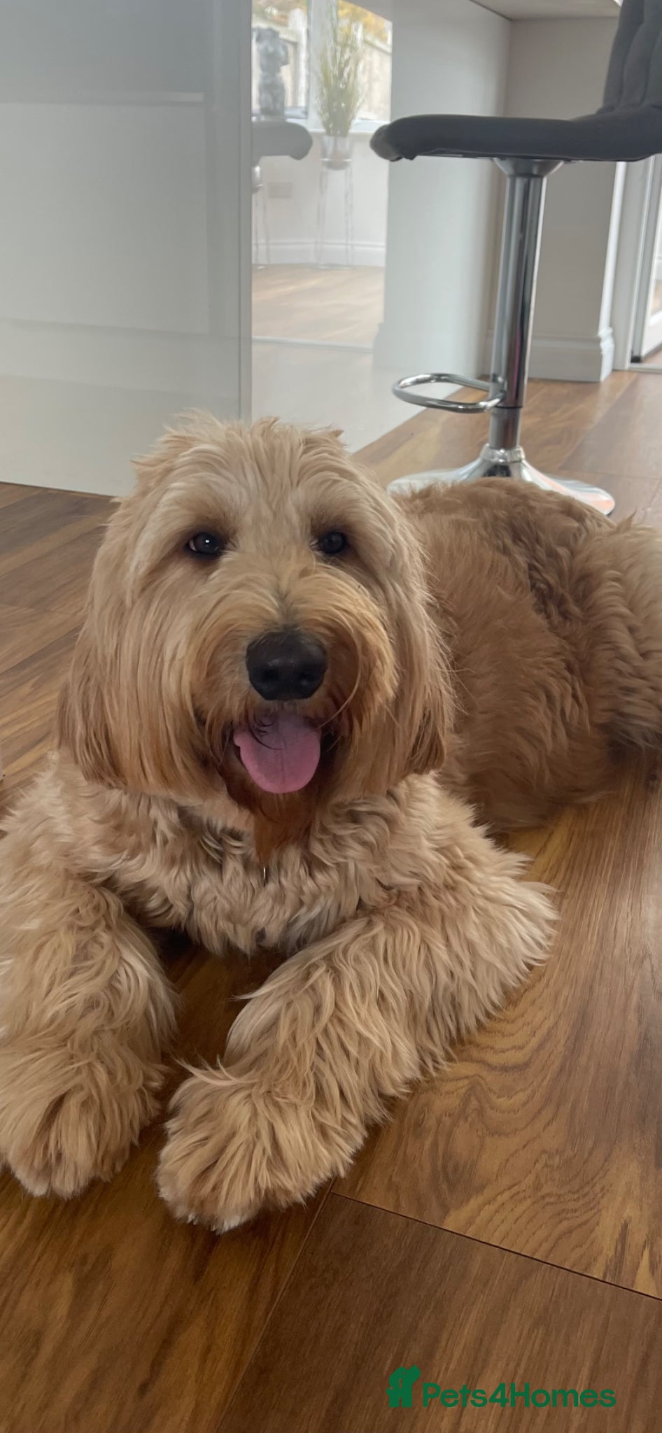 Goldendoodle dogs Waiting List Goldendoodles Leaving August - Advert 1