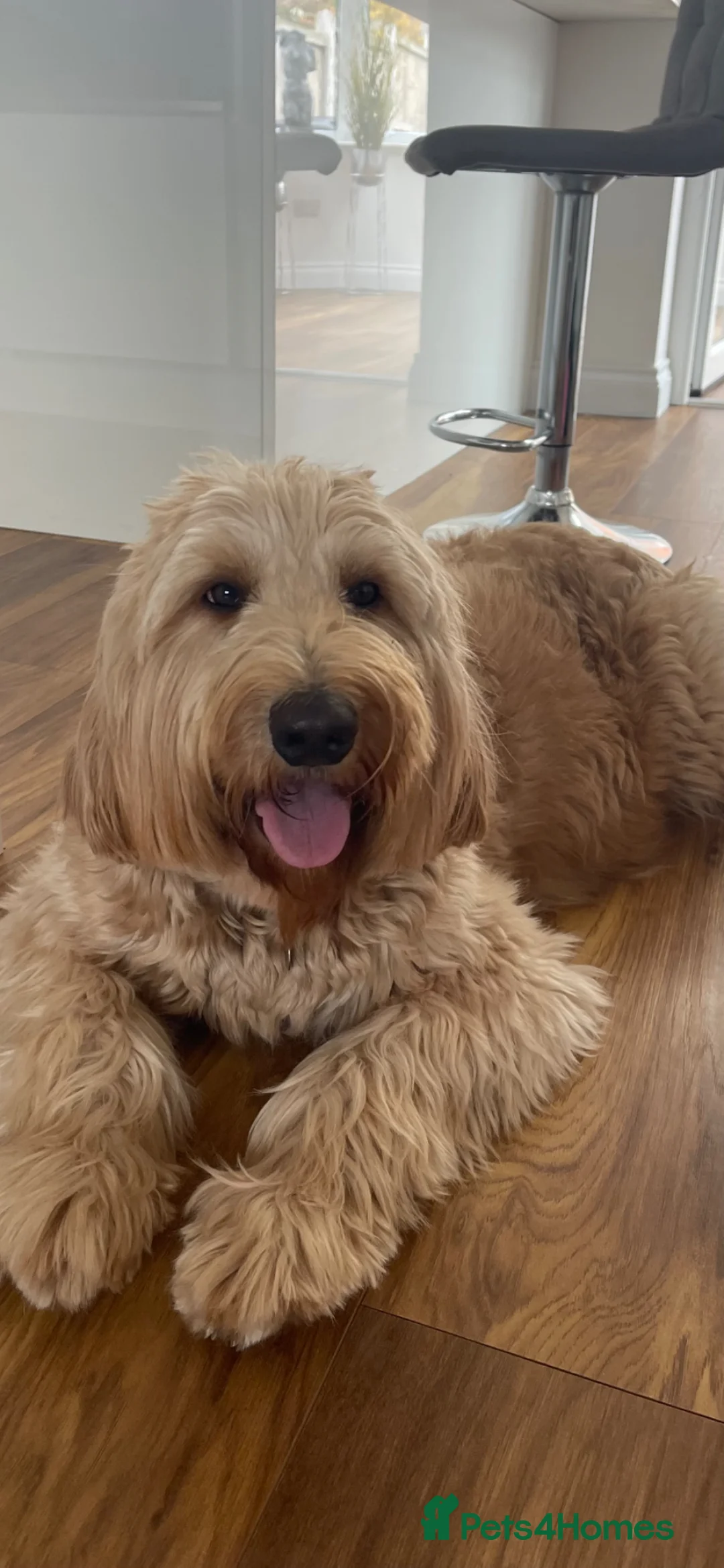 Goldendoodle dogs for sale: Waiting List Goldendoodles Leaving August - Advert 1