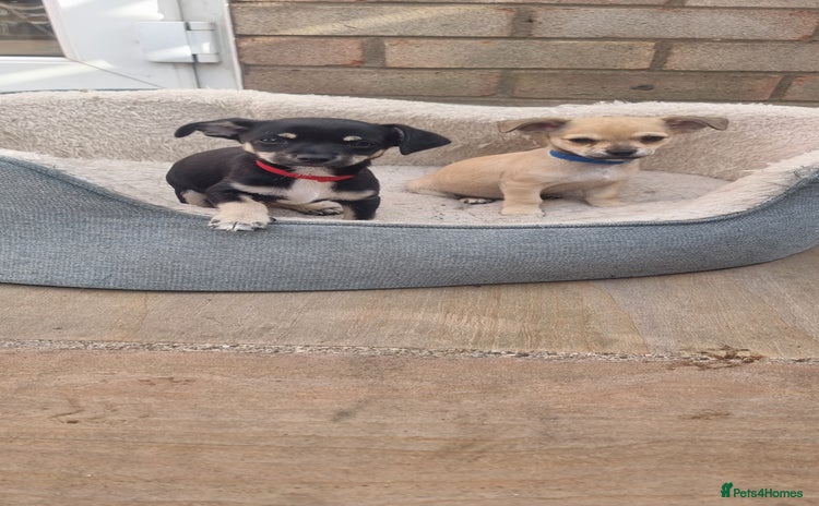 Chihuahua dogs - Advert 2