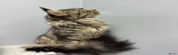 Maine Coon cats for sale: PROUDLY LICENSED, FULLY REGISTERED CATTERY!!  - Advert 2