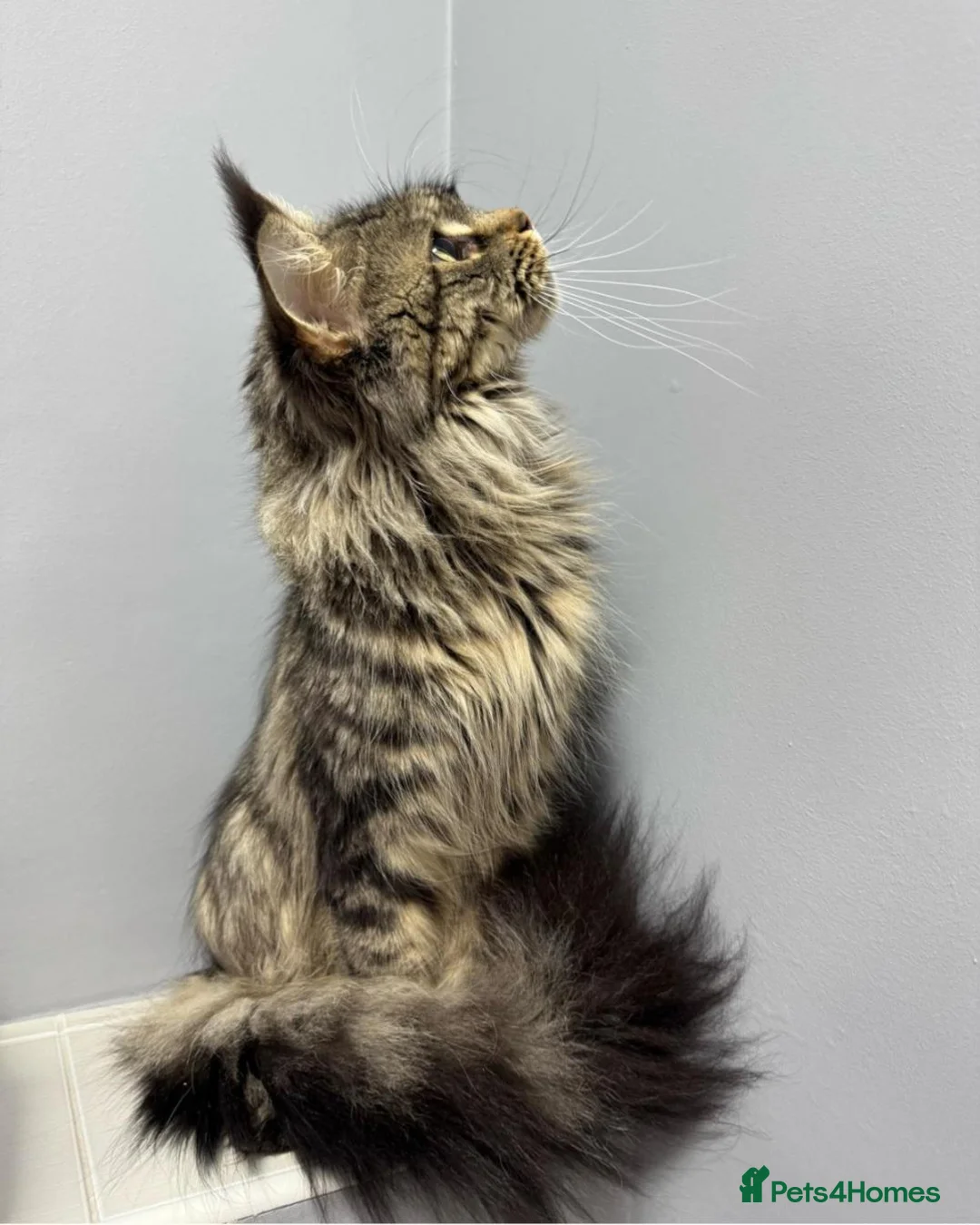 Maine Coon cats for sale: PROUDLY LICENSED, FULLY REGISTERED CATTERY!!  - Advert 2