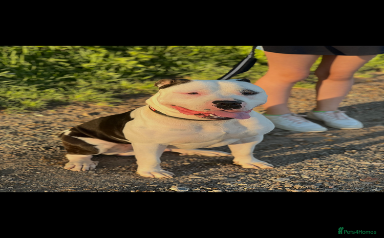 American Bully dogs - Advert 1