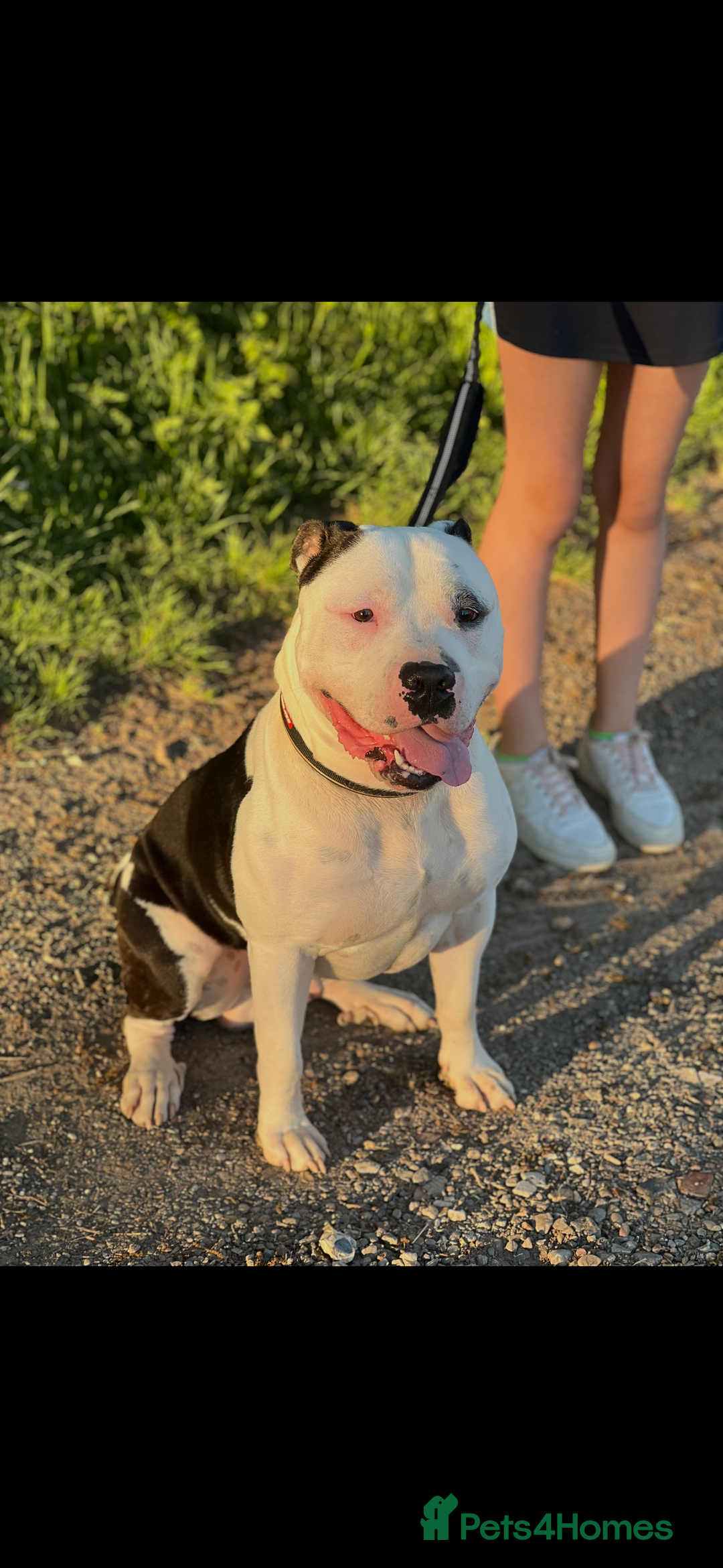 American Bully dogs for sale: Beautiful American Bully - Image 1