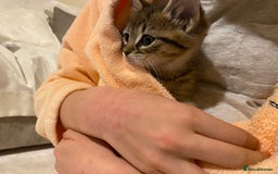 Mixed Breed cats for sale: Four gorgeous kittens  - Image 14