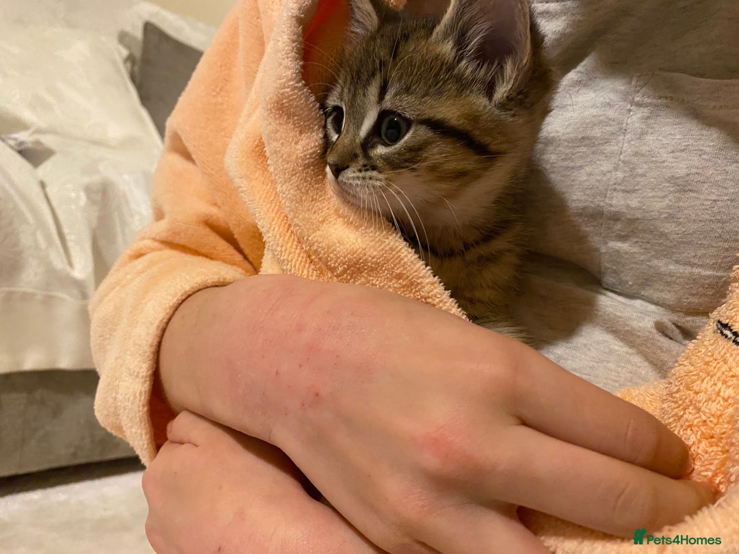 Mixed Breed cats for sale: Four gorgeous kittens  - Image 14