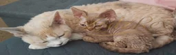 Devon Rex cats for sale: Lovely Longhaired Devon Rex  - Advert 7