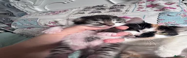 Mixed Breed 1
