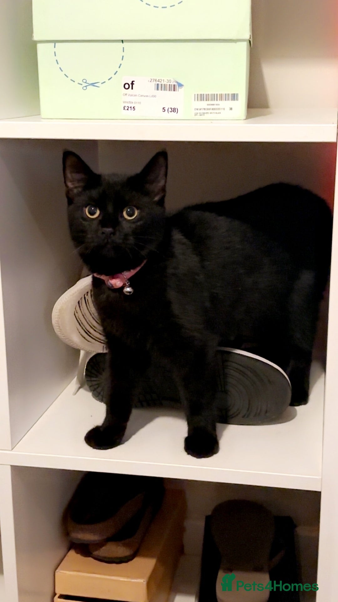 Domestic Shorthair cats for sale: Sheba  - Advert 3