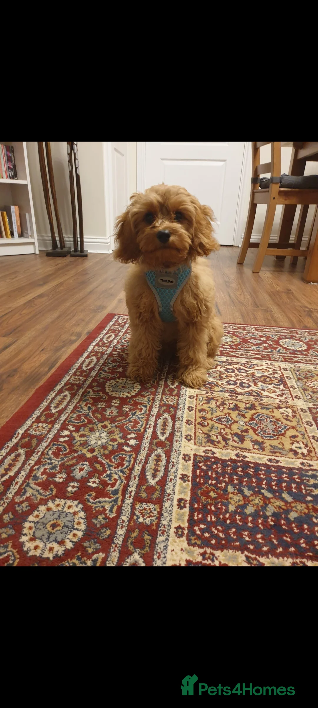 Cavapoo dogs for stud: Experienced, proven and health tested cavapoo stud in London - Advert 26