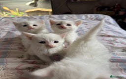 Ragcoon cats for sale: Kittens for sale  - Image 15