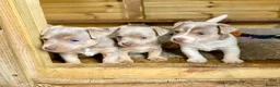 Jack Russell dogs for stud: Lilac tri wenlock jackrussel available for stud - Advert 8