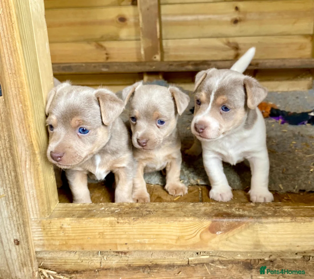 Jack Russell dogs for stud: Lilac tri wenlock jackrussel available for stud - Advert 8