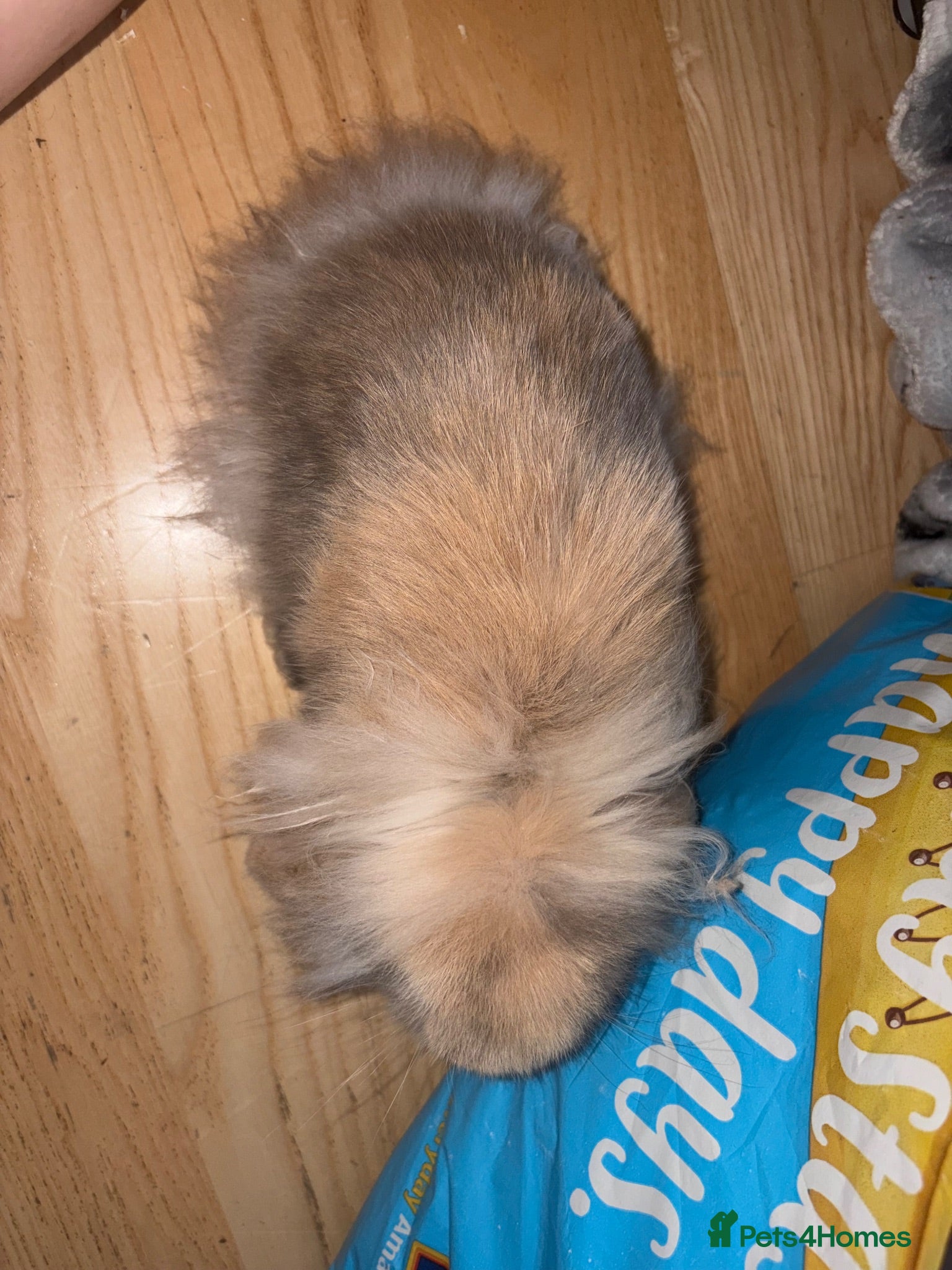 Mixed Breed rabbits Rehoming bunny  - Advert 4