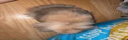 Mixed Breed rabbits for sale: Rehoming bunny  in Hatfield - Advert 1