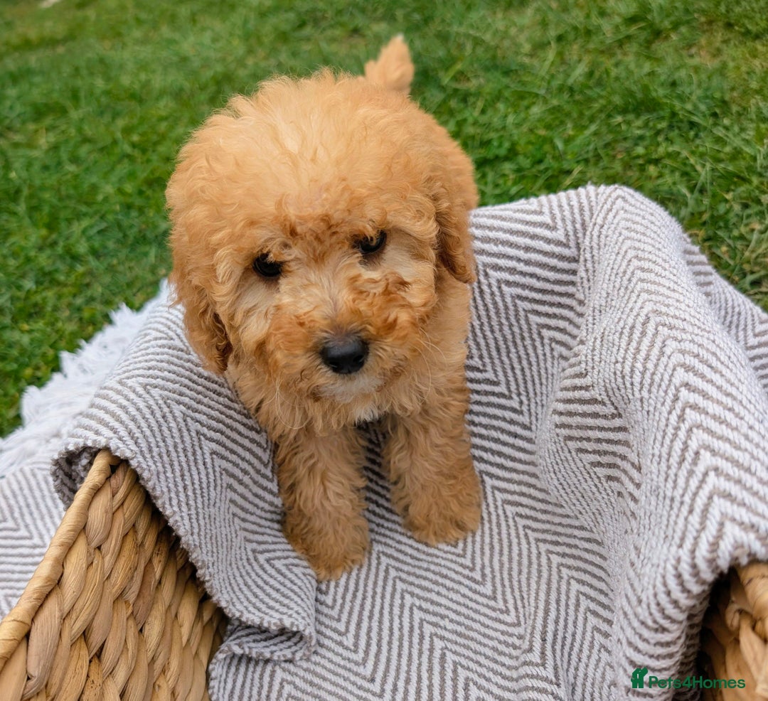 Labradoodle dogs for sale: READY NOW-HEALTH TESTED F1B Miniature Labradoodle - Image 17