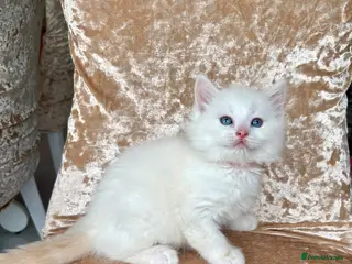 Ragdoll cats Beautiful ragdoll kittens - Advert 11