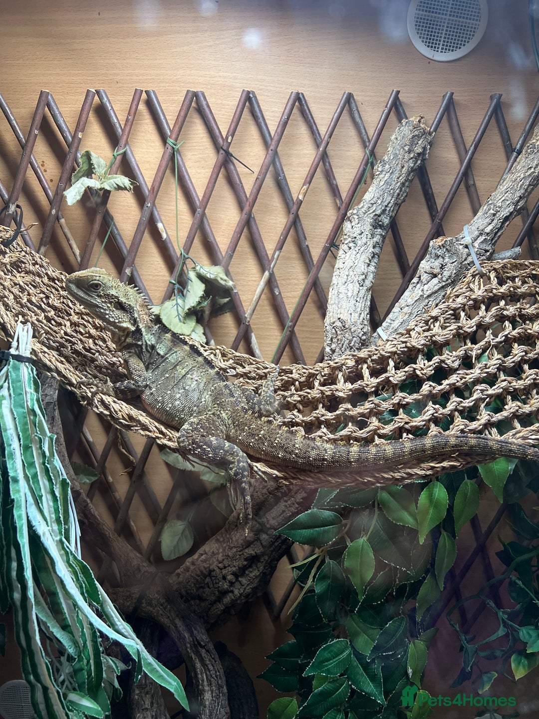 Dragon reptiles for sale: Female Australian Water Dragon  - Advert 1