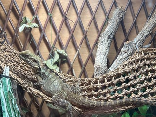 Dragon reptiles for sale: Female Australian Water Dragon - Advert 1
