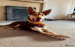 Mixed Breed dogs for sale: Evan and Chance (please read) - Image 2