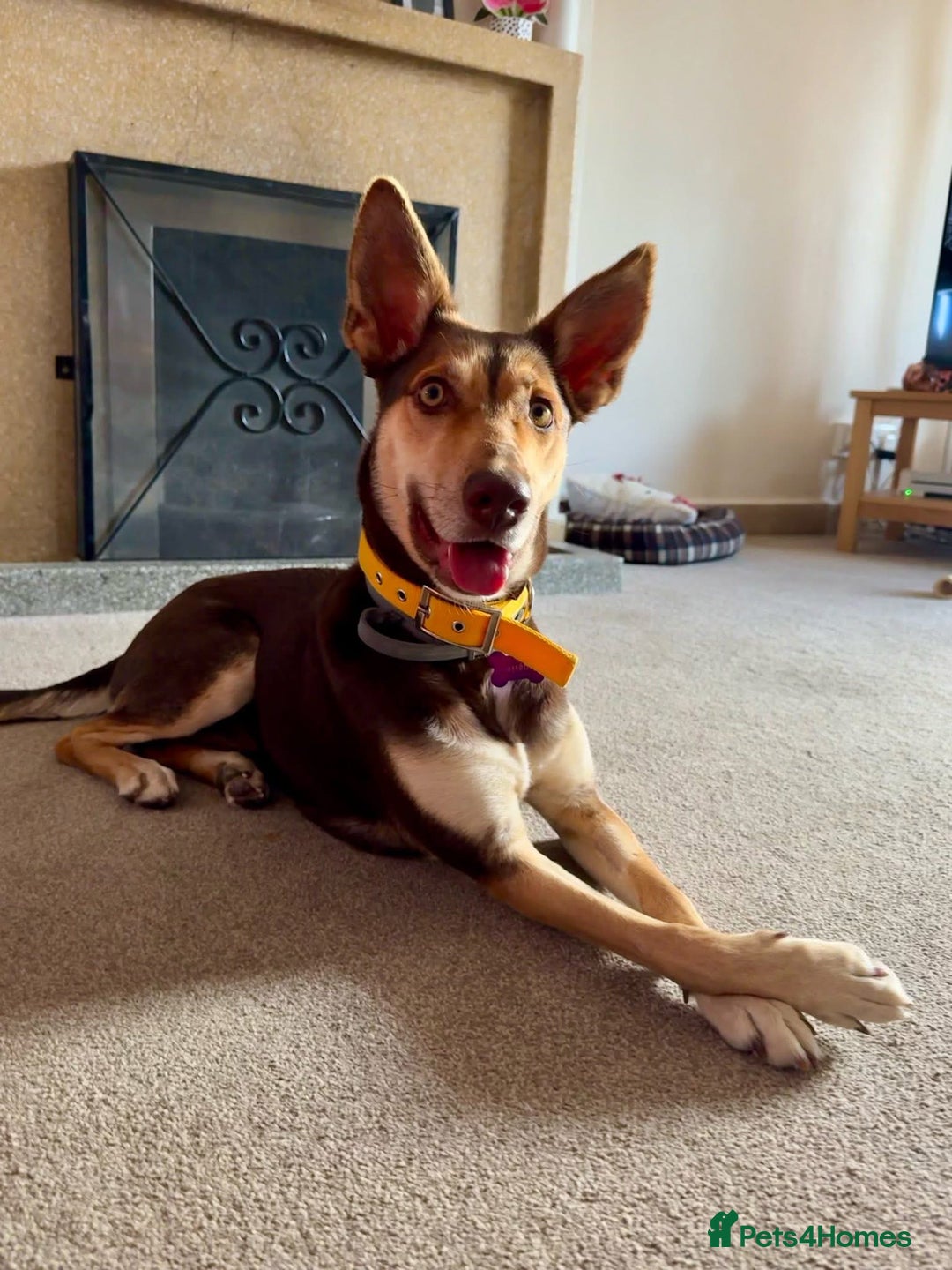 Mixed Breed dogs for sale: Evan and Chance (please read) - Image 2