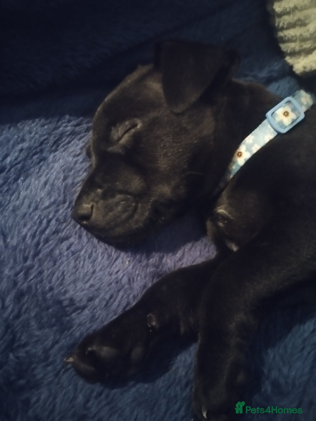 Patterdale Terrier dogs for sale: Patterdale Pups For Sale - Advert 9