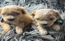 Maltipoo dogs for sale: TINY TOY F1 HEALTH TESTED MALTIPOO PUPS - Image 16