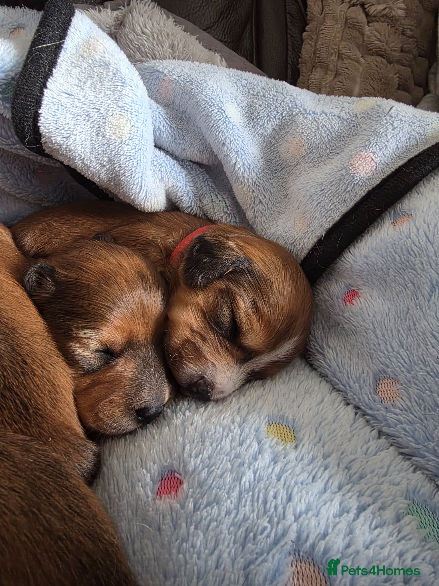 Jackshund dogs Minature long hair dashund x minature jack russell - Advert 1