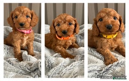 Cockapoo dogs for sale: Health Tested Fox Red Cockapoo  - Image 23