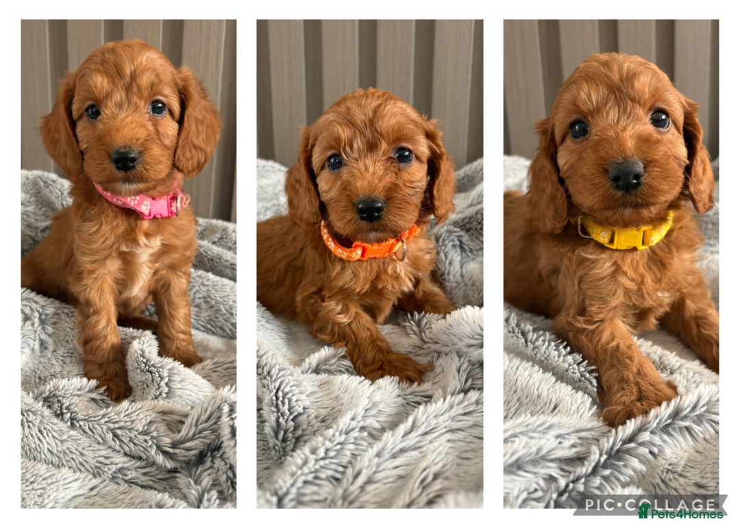 Cockapoo dogs for sale: Health Tested Fox Red Cockapoo  - Image 23