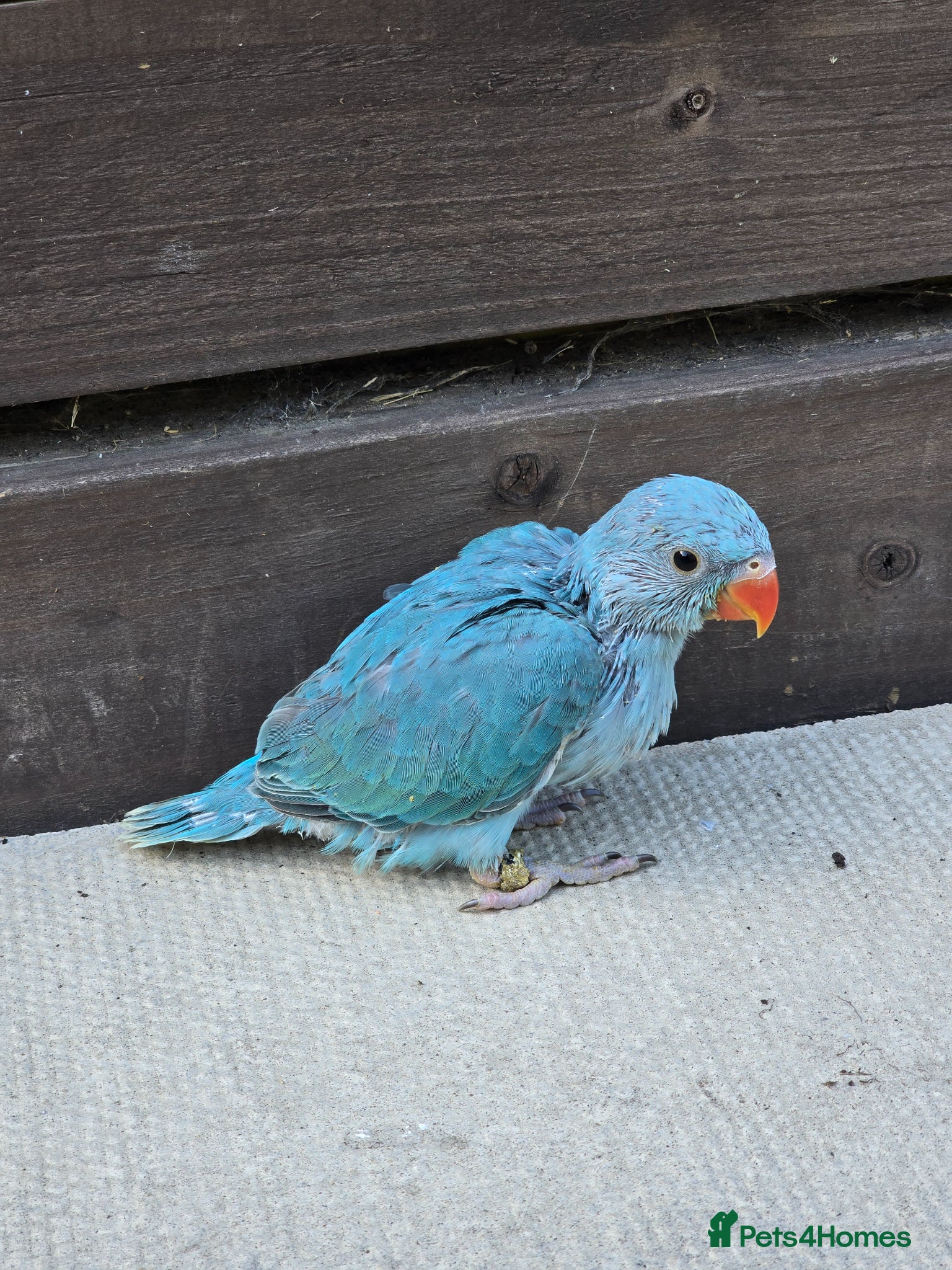 Ringnecks birds Baby Ringnecks  - Advert 7