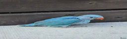 Ringnecks birds for sale: Baby Ringnecks 💥Sold💥 - Advert 5