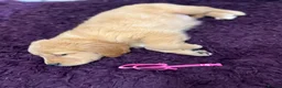 Golden Retriever dogs for sale: Stunning Golden Retriever pups - Advert 11