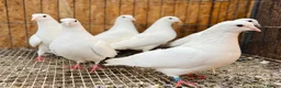 Pigeons birds for sale: PURE WHITE ENGLISH GARDEN DOVES in Bristol - Advert 7