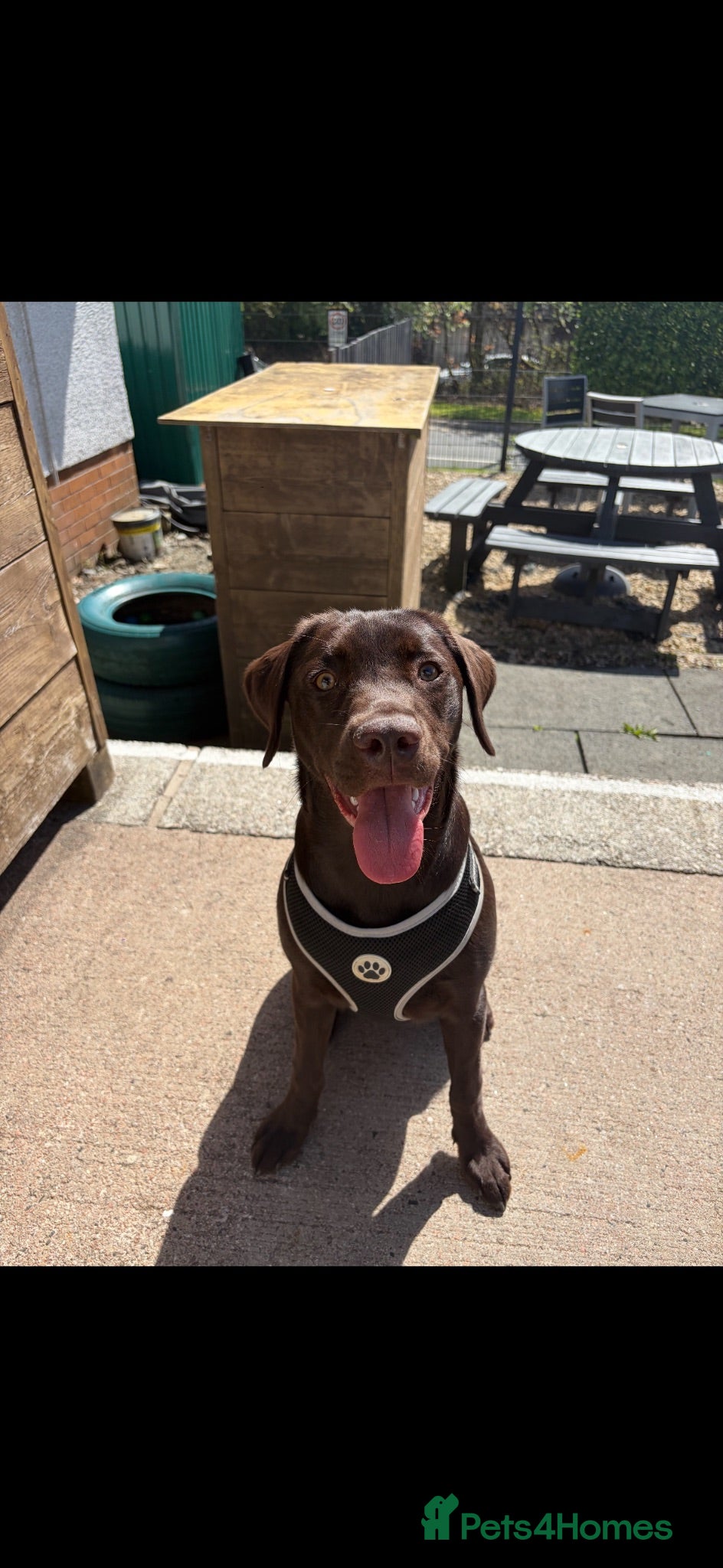 Labrador Retriever dogs 9 month old puppy for sale - Advert 7