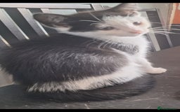 Mixed Breed cats for sale: 2 kittens one male one female - Image 3