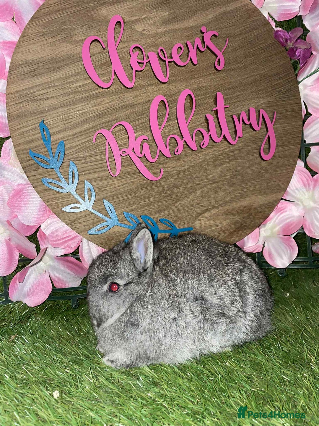 Netherland Dwarf rabbits for sale: Pedigree Netherland dwarfs - Advert 5