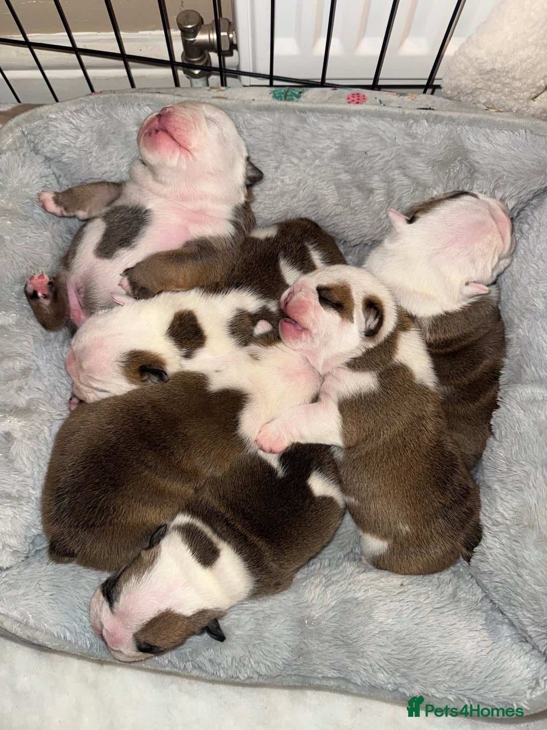 English Bulldog dogs for sale: Stunning English bulldog puppies  - Advert 24