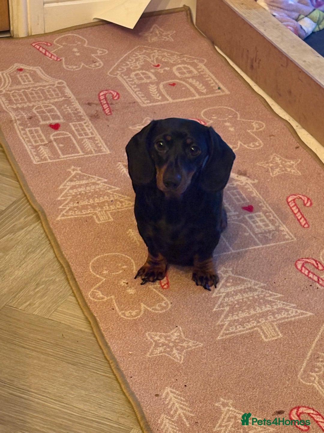 Dachshund dogs for sale: Dachshund puppies.  - Advert 5