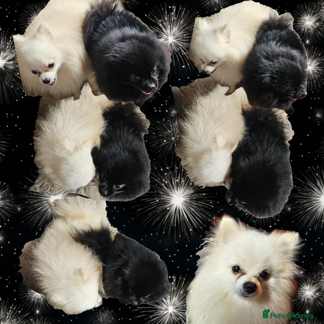 Pomeranian dogs for stud: White russian line kc reg pom  in Bedford - Advert 15